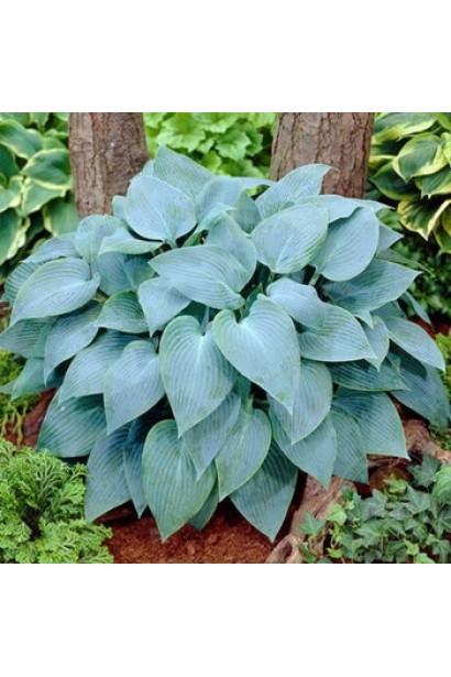 Компактний кущ хости Блю Мун для тіньового саду.